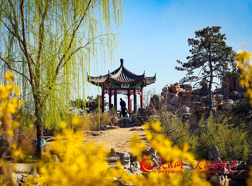 雄安郊野公園內(nèi)迎春花開，柳樹抽芽。人民網(wǎng)宋燁文攝