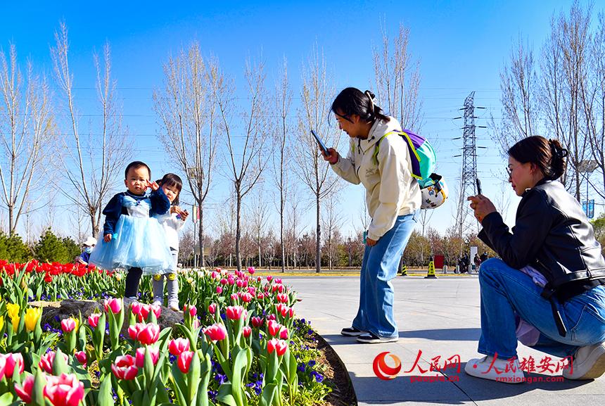 雄安悅?cè)莨珗@郁金香盛放，吸引了眾多游客前來踏青賞花。人民網(wǎng)宋燁文攝