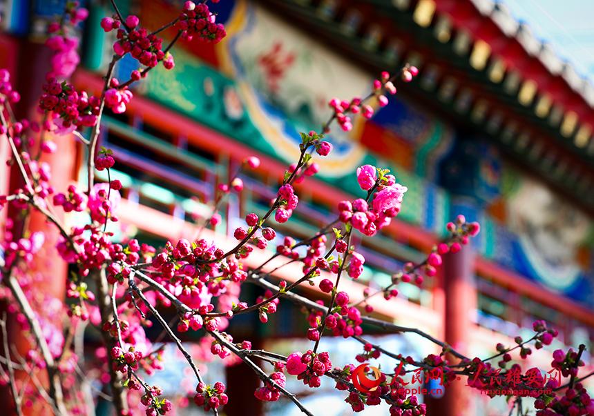 雄安郊野公園一角，枝頭綴滿花朵。人民網(wǎng)宋燁文攝